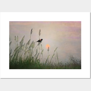 Red-winged Blackbird at Dusk Posters and Art